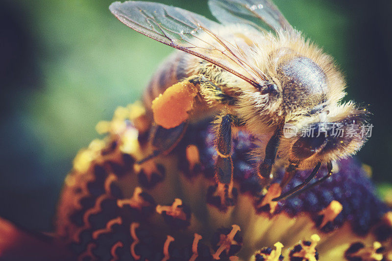 忙碌的蜜蜂(Apis mellifera)采集花蜜。